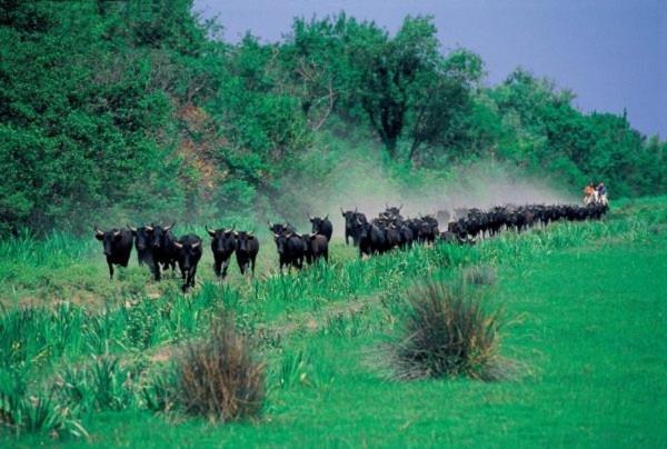 Villa Joli Mazet Provencal De Camargue Arles Esterno foto