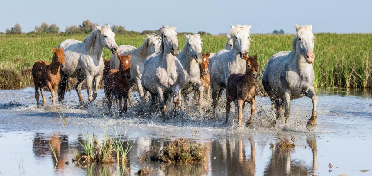 Villa Joli Mazet Provencal De Camargue Arles Esterno foto